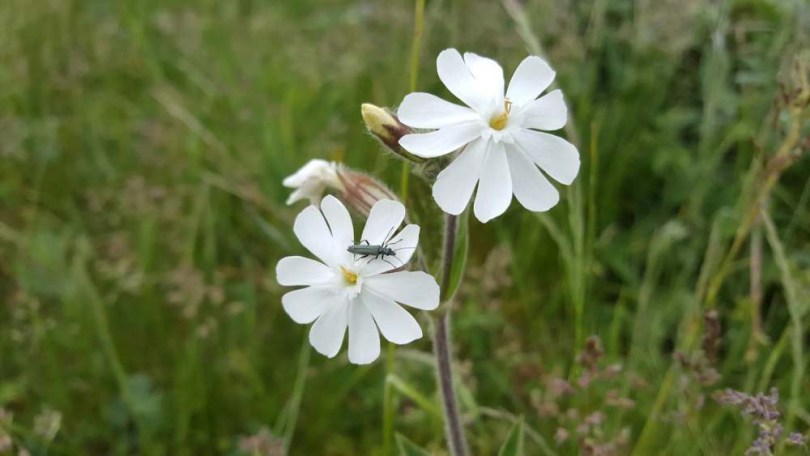 Fehér mécsvirág - Silene latifolia, Melandrium album syn Silene latifolia, etnobotanika